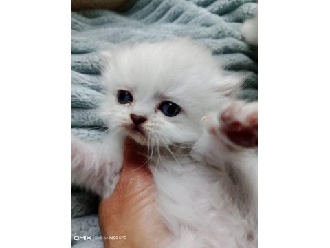 Iran persian kedimiz