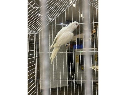 Beyaz mutasyon monk papağanı kusursuz yapılı evcil