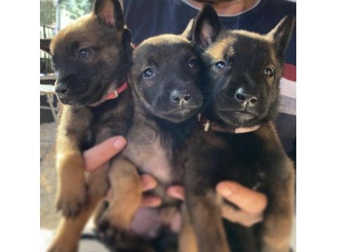 Safkan ırk garantili malinoisler
