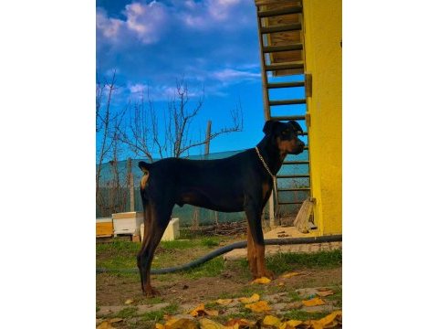A kalite heykel gibi doberman yavrular