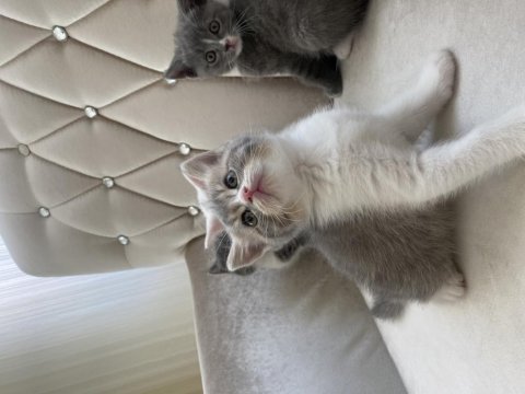 British shorthair kedilerimiz