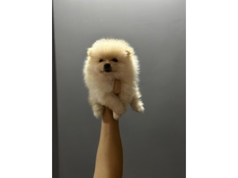 A kalite pomeranian boo köpeği yavruları