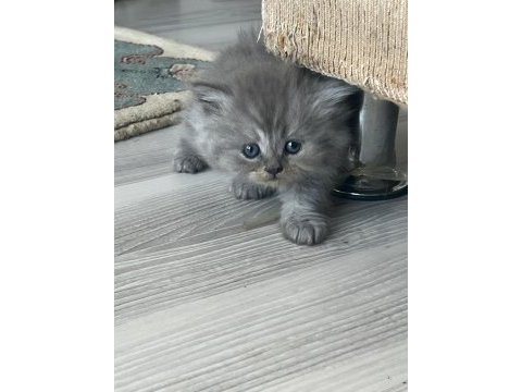 İki aylık british longhair iki yavru
