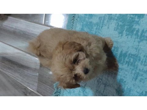Maltipoo yavrularımız