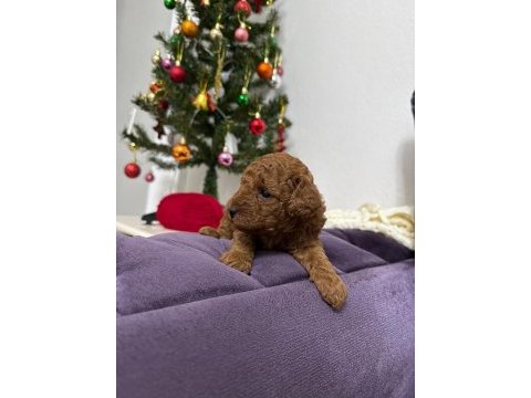 Erkek toy poodle yavrumuz yeni ailesini aramakta