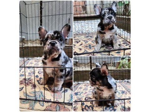 Sevimli french bulldog yaramazlar