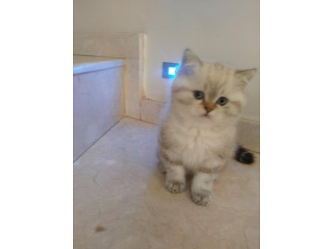 2 aylık british shorthair erkek yavru