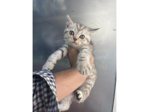 Erkek british shorthair