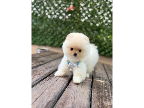 Pomeranian boo yavrular