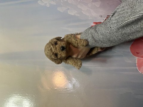 Toy poodle köpeği