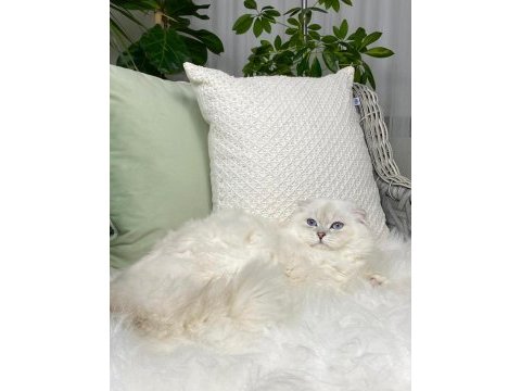 Özel scottish fold longhair erkek