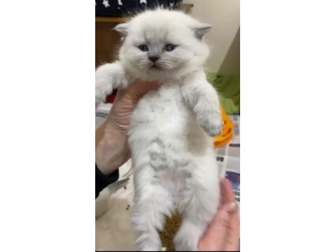 British shorthair yavru