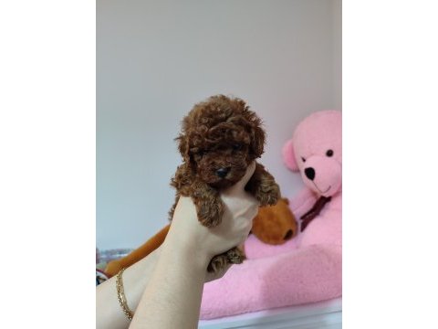 Toy poodle yavrular hazır