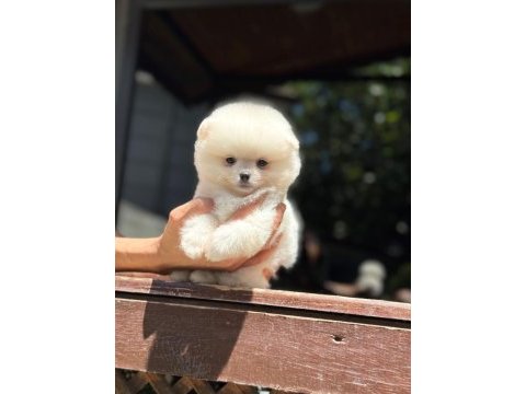 A kalite pomeranian boo