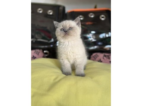 A kalite scottish fold ve british shorthair yavrularımız