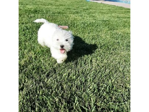 Maltese terrier yavruları sağlık ve ırk garantili 