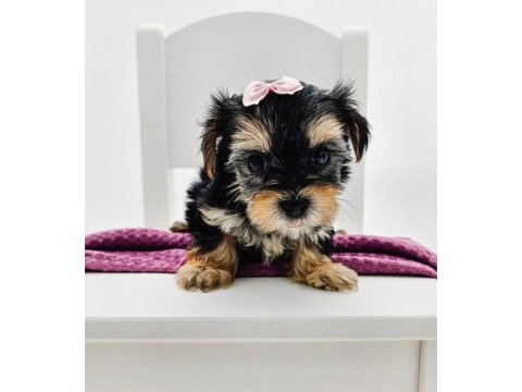 Aile ortamında bakılan yavru köpekler