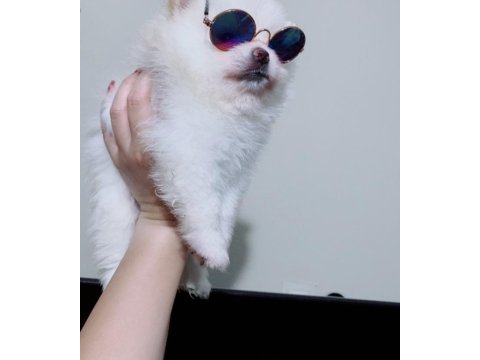 Pomeranian dişi prensesim