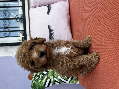 Dişi red poodle yavrumuz