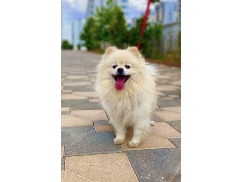 Orjinal ayı surat eğitimler tam pomeranian sahiplendirilecek