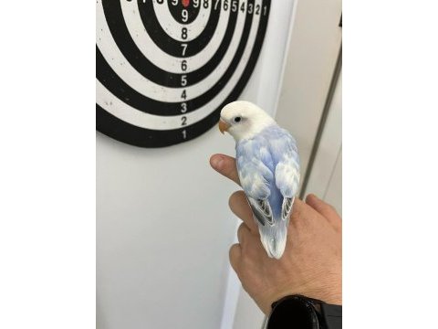 El besleme mutasyon cennet papağanı yeme düşmek üzere