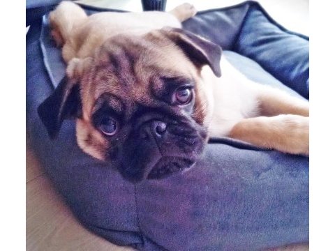 Acil 4 aylık erkek yavru pug