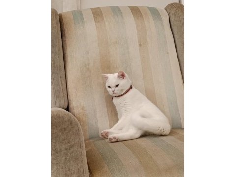 Çok uysal 5 aylık erkek british shorthair