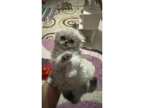Dört adet scottish fold erkek dişi