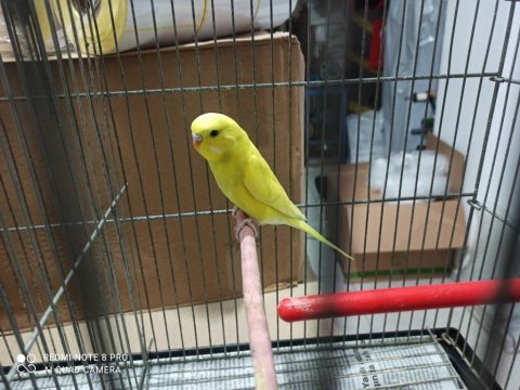 Sarı erkek yavru kuşum