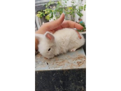 Kendi üretimimiz hollanda lop tavşanı