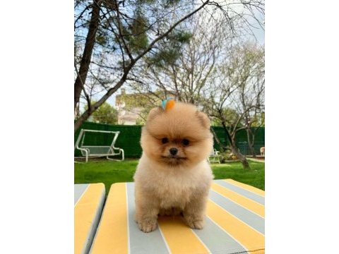 Pomeranian boo yavrular