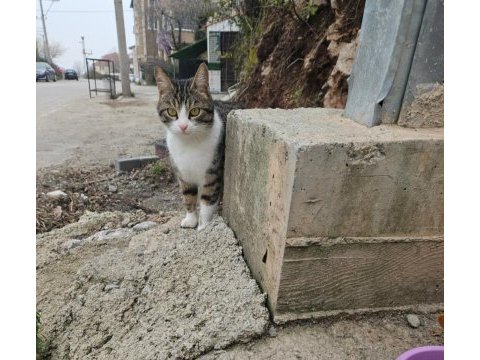 Ücretsiz ev kedisi lili