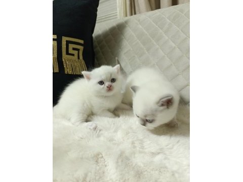 Sevimli british shorthair bebekler