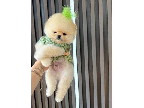 Irkın en iyilerinden tam pomeranian boo garantili