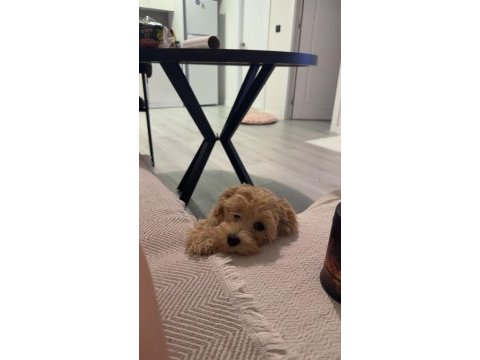 Maltipoo 7 aylık dişi