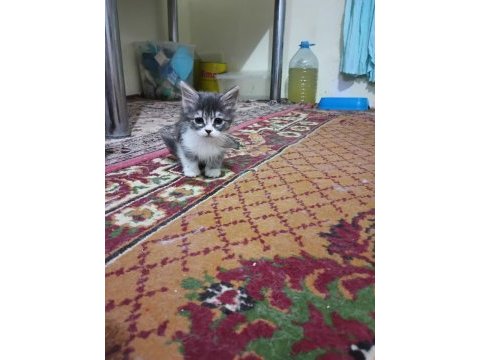 Kırık kulak kediler