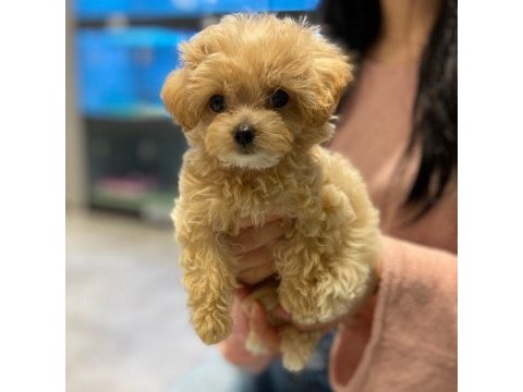 Toy poodle kalitesinde maltipoo yavruları
