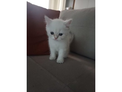 55 günlük erkek british shorthair bebek