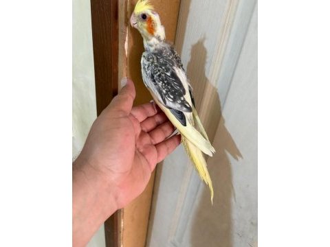 47 günlük pied sultan papağanı bebek