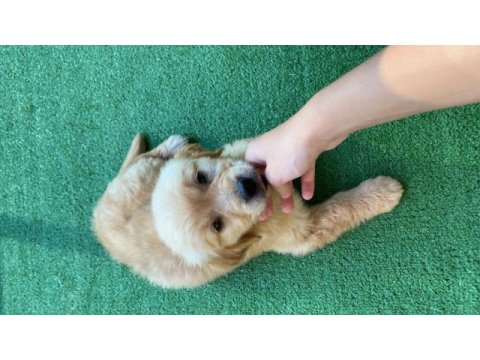 Golden retriever 2,5 aylık