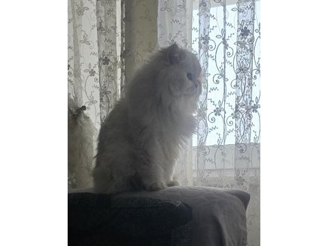 Ömürlük yuva british longhair kedisi