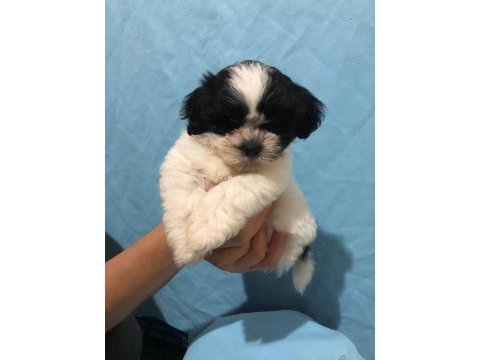 Shih tzu bebekler ruhsatlı üretim