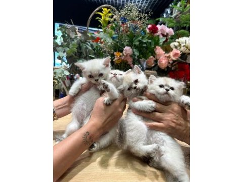 British shorthair yavrularımız yeni yuvalarını arıyolar