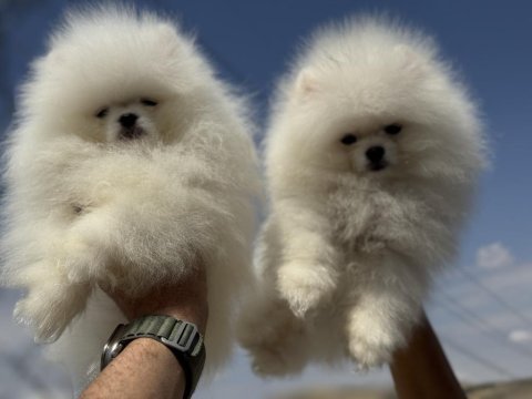 Yasal ruhsatlı çiftlikden pomeranian boo yavrular