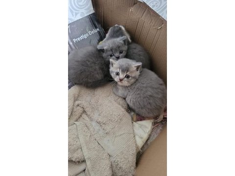Scottish shorthair bebekler