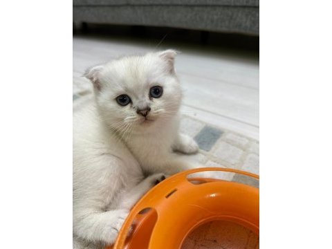 Top kafa scottish fold