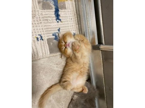 İki buçuk aylık erkek kedimiz sahiplendirecektir