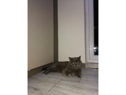 Kedi british shorthair