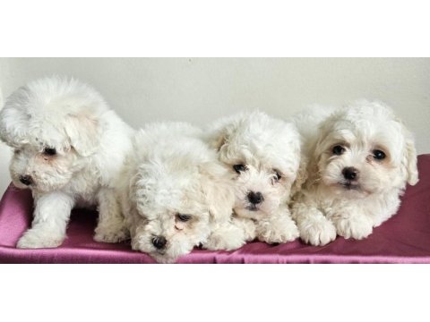 Maltese bebekler