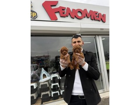 Show kalite toy poodle yavruları fenomen pets ankara